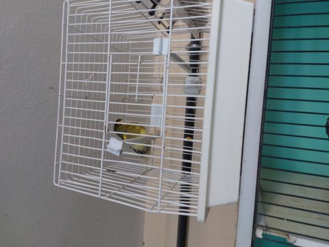 Toplu yada takim tek erkek satılık hepsi hazir kuşlar