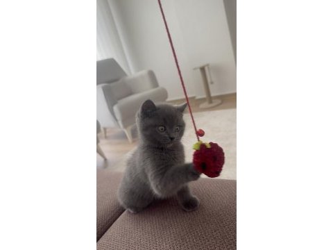 2 aylık yavru british shorthair