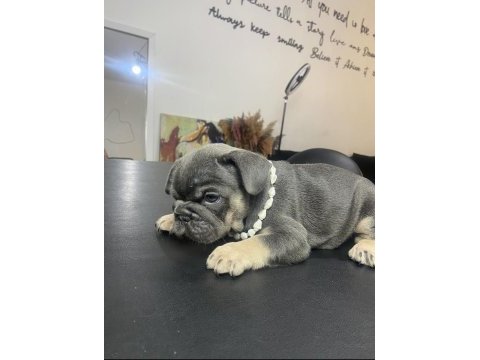French bulldog egzotık renkler