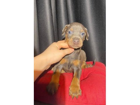 Son dişi blue doberman yavru