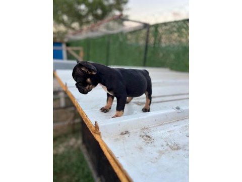 Black tan dişi 