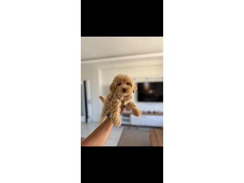 3 aylık teslime hazır maltipoo yavrularımız