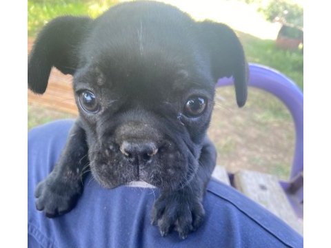 Yer sıkıntısı için köpeğimiz uyguna verilecektir