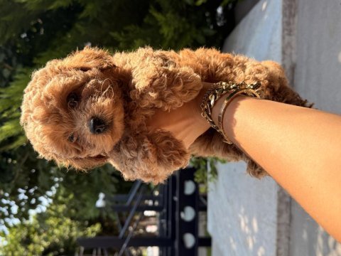Toy poodle fiyat 2. planda aile arıyoruz