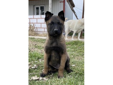 A kalite belçika kurdu yavru teslime hazır