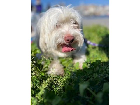 Sevimli maltese dostumuza yuva arıyoruz