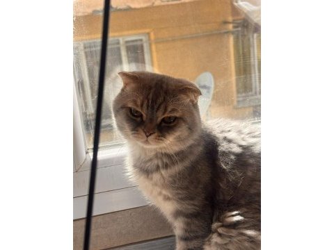 2 yaşında tüm aşıları tam erkek scottish fold kedime