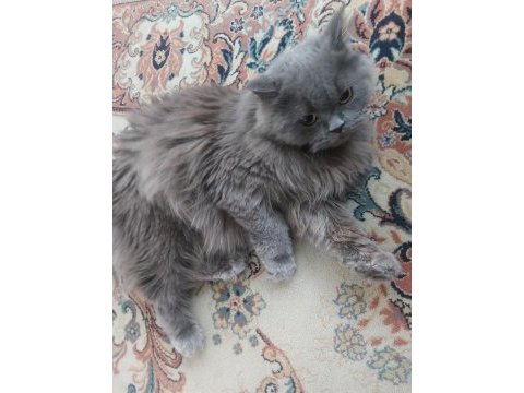 8 aylık british longhair kızımız