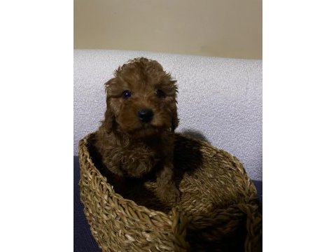 Ev doğumu toy poodle bebekler