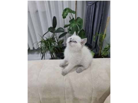 Blue point british shorthair