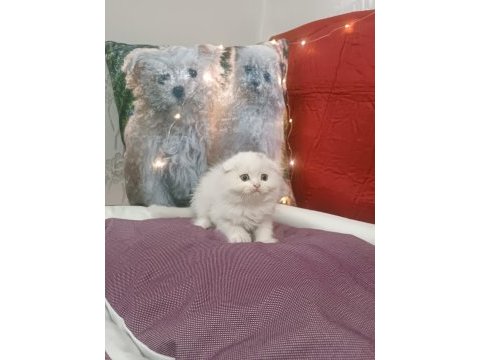 Kar topu scottish fold bebekler