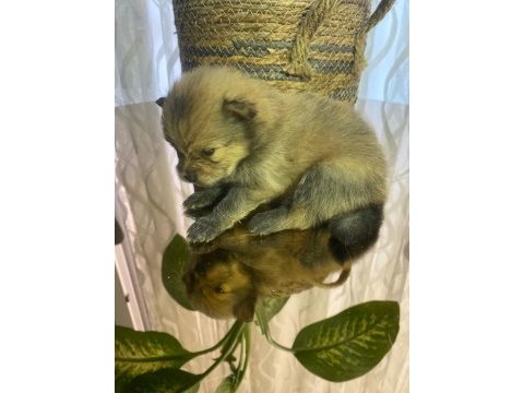 6 tane pomeranian