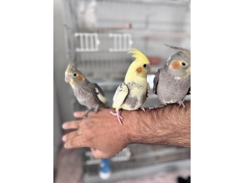 Elle beslenmiş sevimli sultan papağanı bebekleri