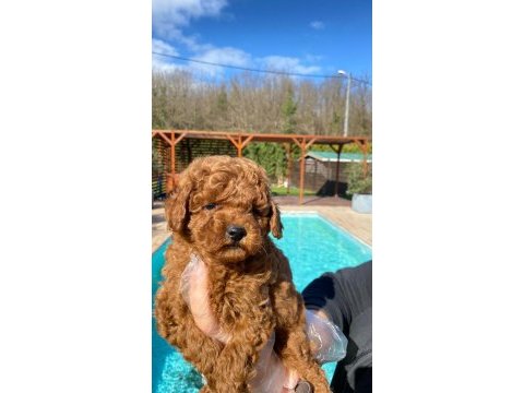Poodle çıftliğinden red brown toy poodle bebeklerimiz 