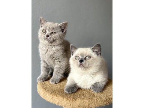 British lilac blue point