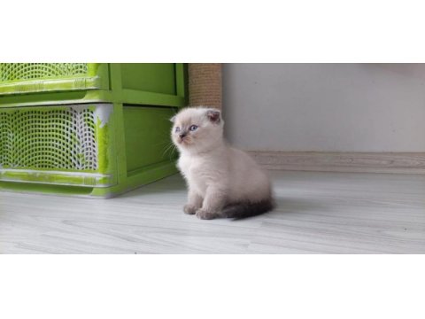 Irk ve sağlık garantili bluepoint bebek kediler