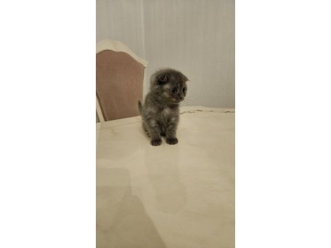 Sahibinden scottish fold