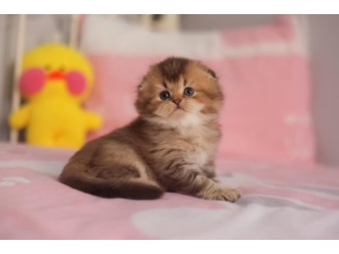 Safkan babyface sıfır kulak scottish fold erkek