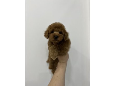 Üst kalite ırk ve sağlık garantili toy poodle
