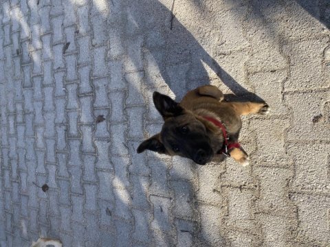 Her şeyi tam belçika malinois