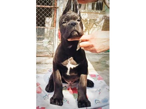 Mükemmel kalitede fcı kıf a clas şecereli cane corso yavru
