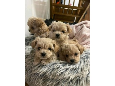 Sevimli maltipoo yavrularımız