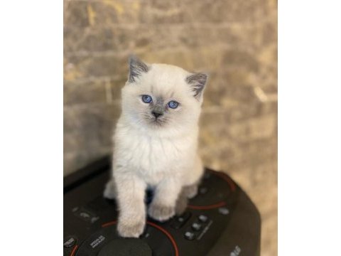Brıtısh shorthair blue point yavrularım 