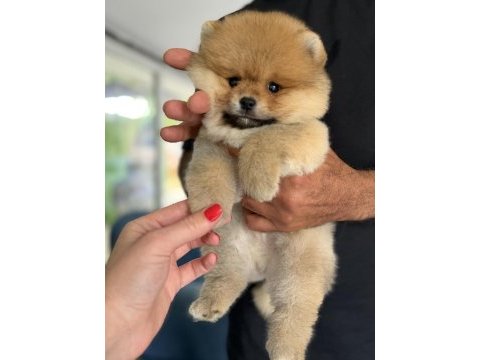 Portakal gibi pomeranian boo ayıcık