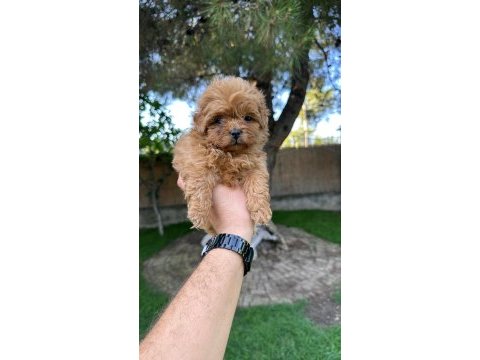 Sağlık ve ırk garantili maltipoo yavrularımız 