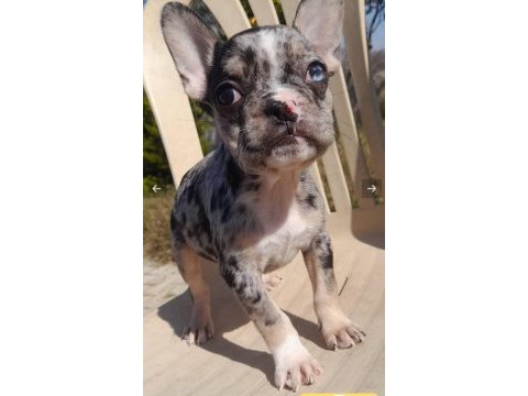 French bulldog merle tan