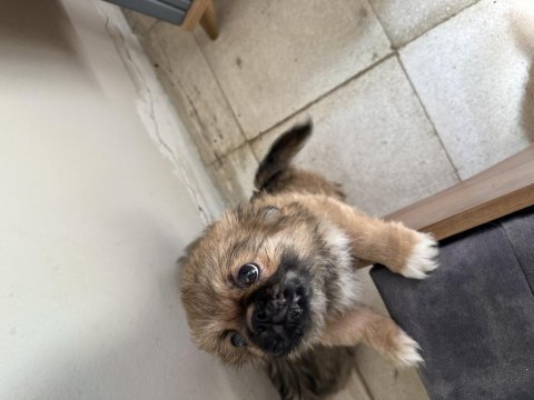 2 aylık safkan çin pekinezi basık burun minyatür