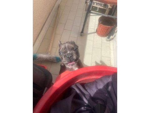Güzeller güzeli merle french bulldog bebeğimiz
