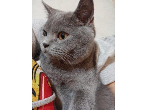 British shorthair