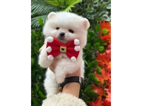 Üretim çiftliğinden pomeranian boo
