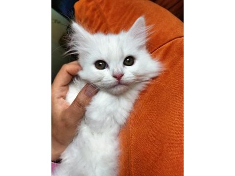 Yetişen alır hemen teslim british shorthair