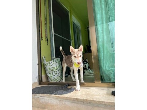 Acil ücretsiz sahiplendirme husky