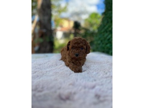 Poodle kıvırcıklarımız yeni ailelerini bekliyor