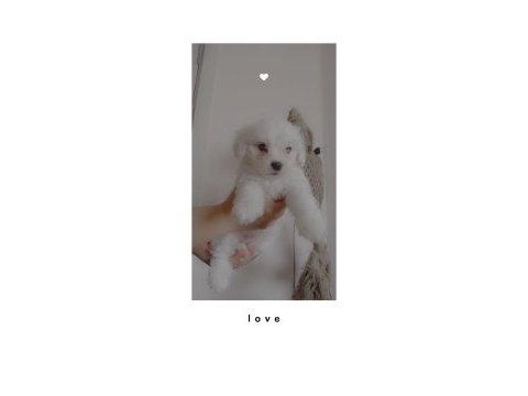 Yavru maltese terrier