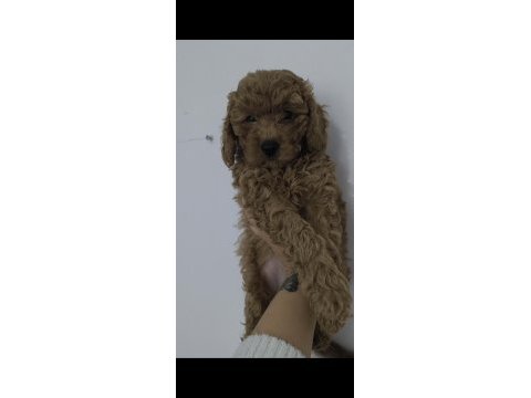 2 aylık 3 adet poodle dişi