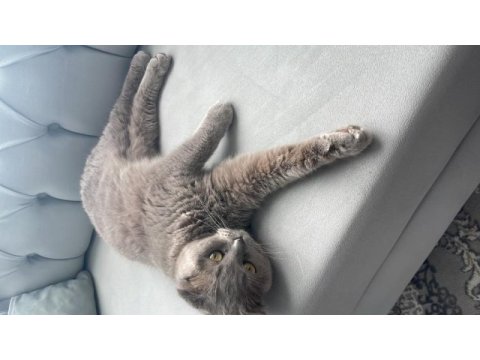 Mia 4 yaşında scottish fold güzel kızım yeni yuvasını arıyor