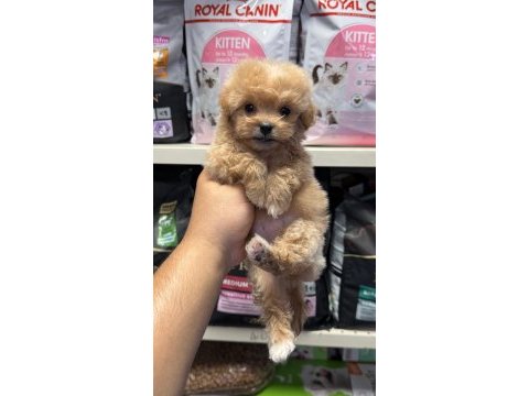 En güzel maltipoo yavrular için arayabilirsiniz