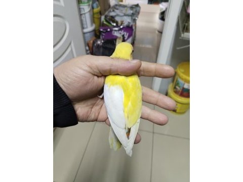 Halfsider sevda papağanı