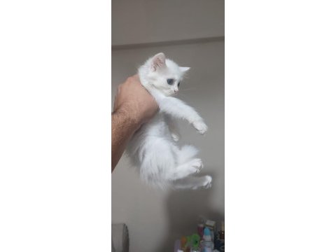 British shorthair minnoşlar