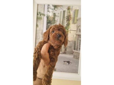 Safkan toy poodle yavrularımız