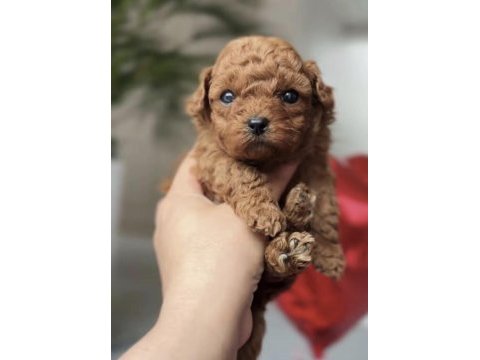 Toy poodle safkan