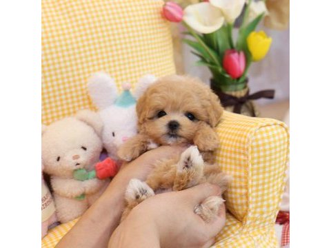 Hipoalerjenik maltipoo bebeklerimiz