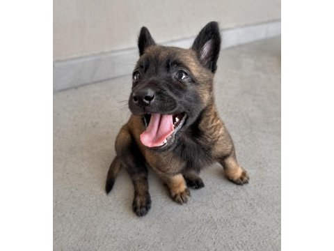 Irk garantili belçika malinois yavruları