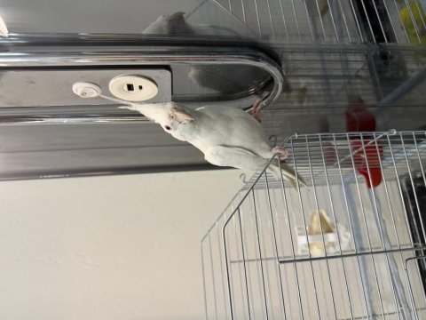 Albino sultan papağını