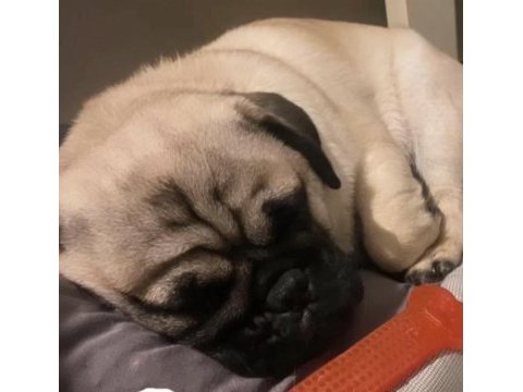 10 aylık aşılı karneli pug erkek