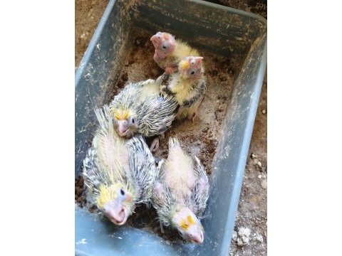 El besleme bebek sultan papağanları